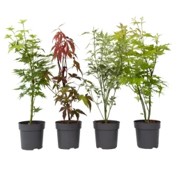 Brico Planten-Acer Palmatum - Set Van 4 - Japanse Esdoorn - Pot 10,5Cm - Hoogte 25-40Cm