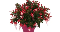 Brico Planten-Bellenplant (Fuchsia) Diversen
