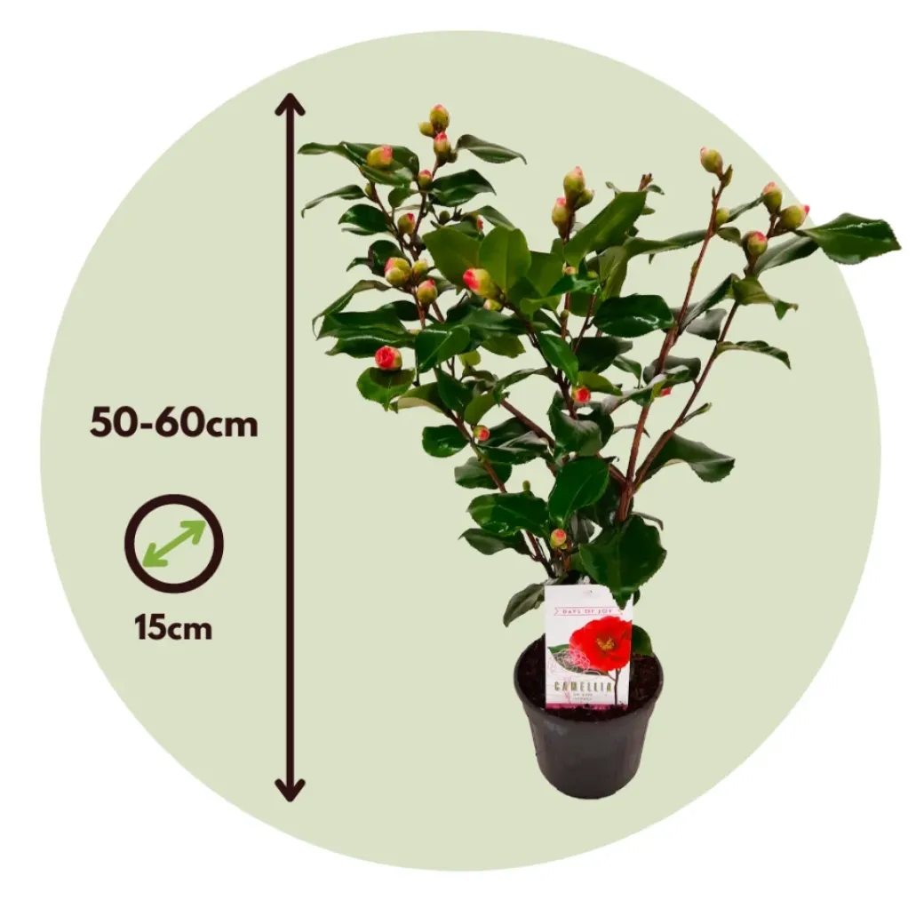 Brico Planten-Camellia Japonica "Brushfield'S Yellow" - Roos - Pot 15Cm - Hoogte 50-60Cm