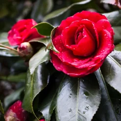 Brico Planten-Camellia Japonica