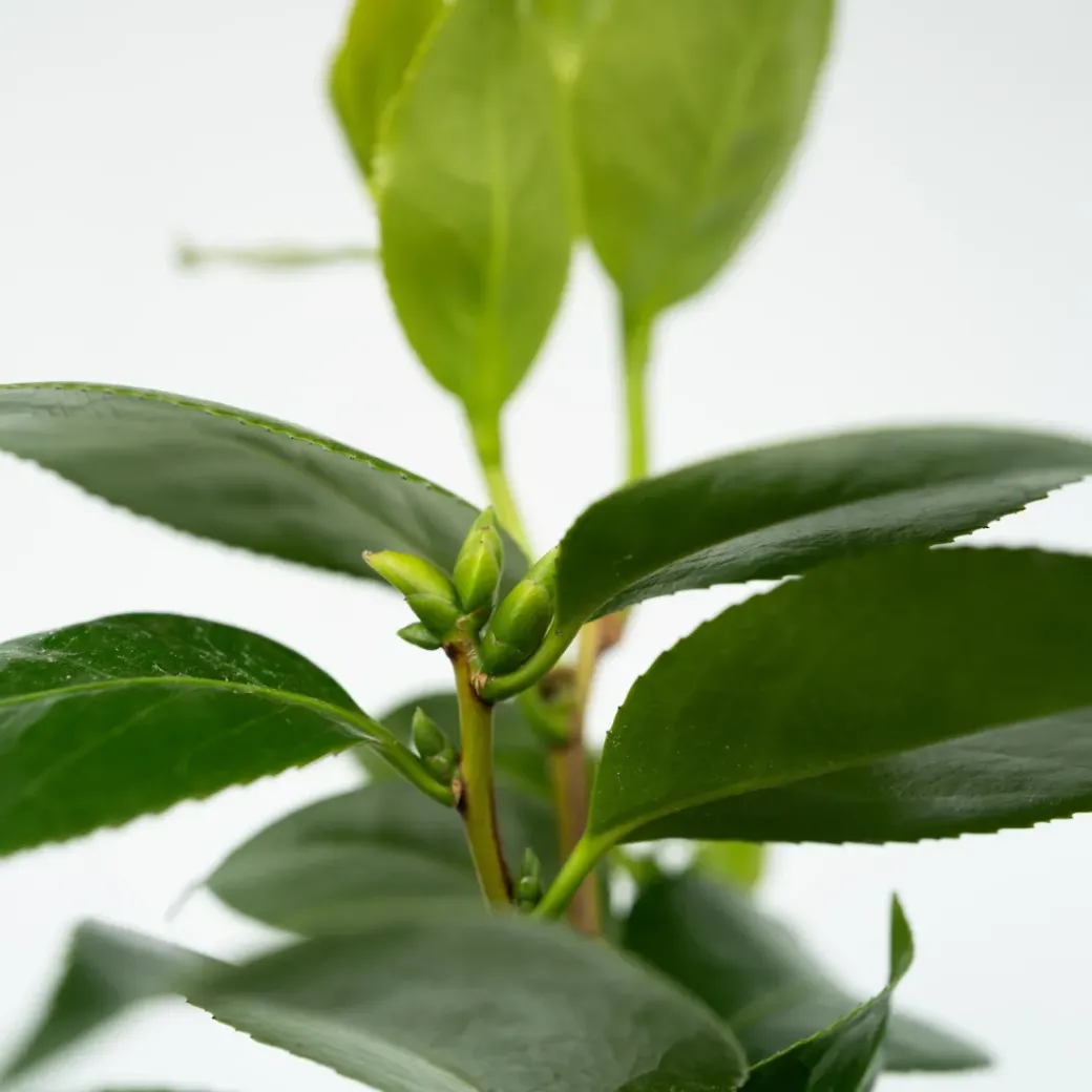 Brico Planten-Camellia Japonica "Brushfield'S Yellow" - Roos - Pot 15Cm - Hoogte 50-60Cm