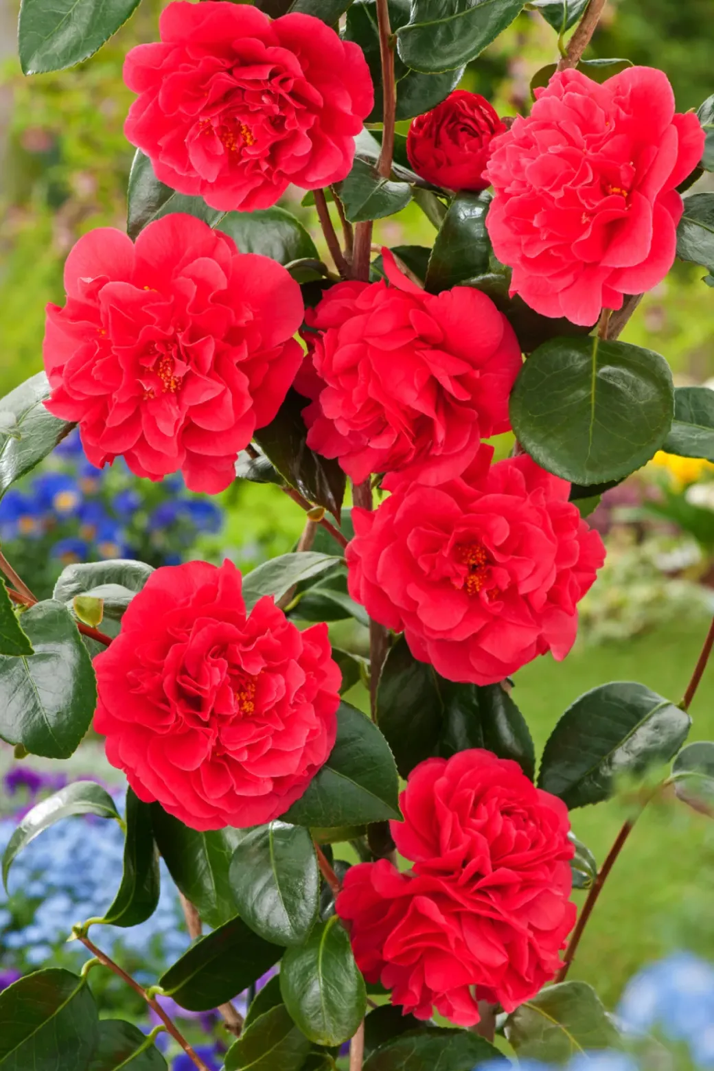 Brico Planten-Camellia Japonica "Brushfield'S Yellow" - Roos - Pot 15Cm - Hoogte 50-60Cm