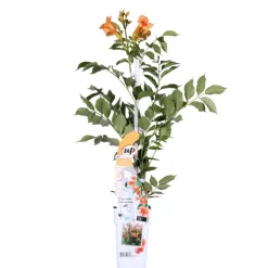 Brico Planten-Campsis ‘Radicans 'Galen' – Klimplant – Trompetklimmer – Winterhard - 15 Cm – ↕60-70 Cm