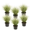 Brico Planten-Carex Amazon Mist - Set Van 6 - Pot 10,5 - Hoogte 15-25Cm