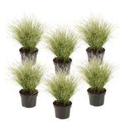 Brico Planten-Carex Amazon Mist - Set Van 6 - Pot 10,5 - Hoogte 15-25Cm