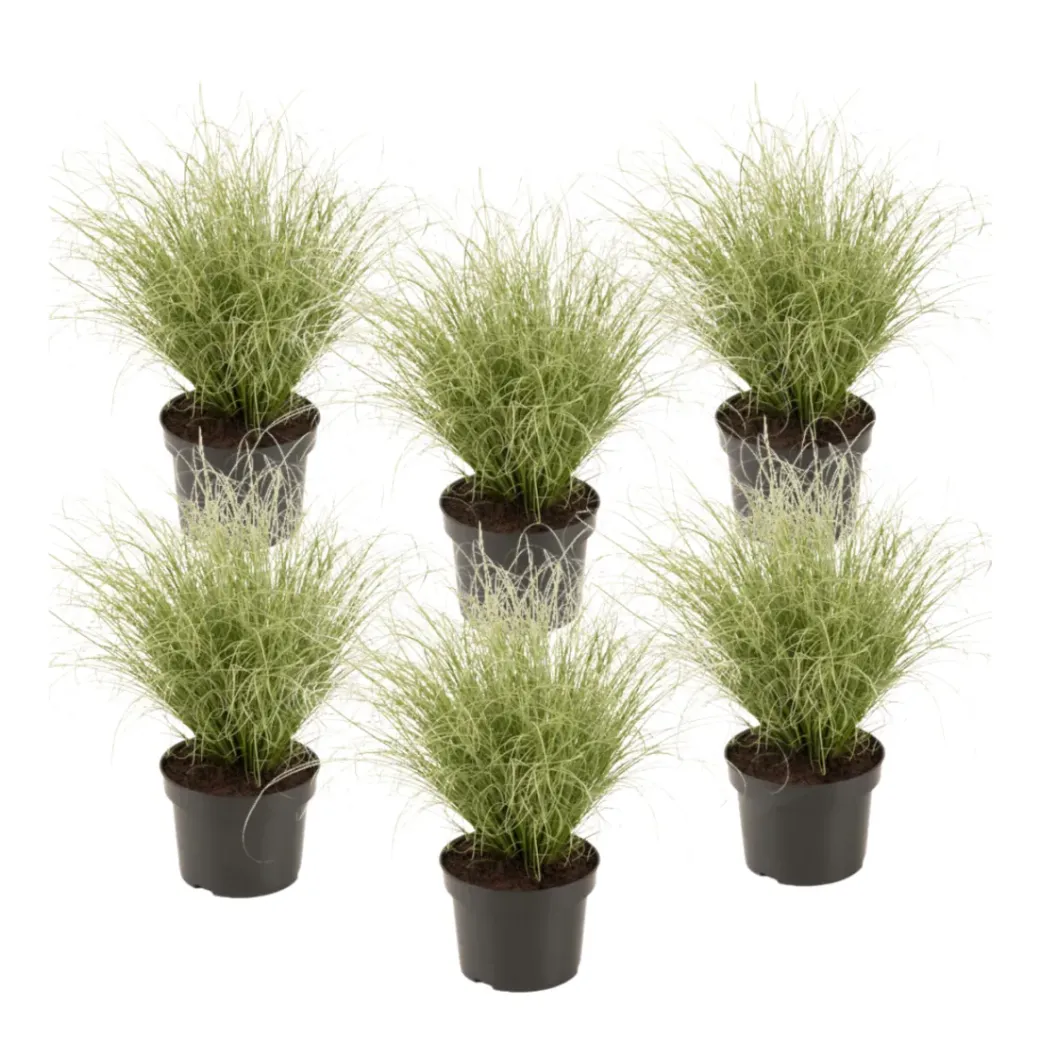 Brico Planten-Carex Amazon Mist - Set Van 6 - Pot 10,5 - Hoogte 15-25Cm