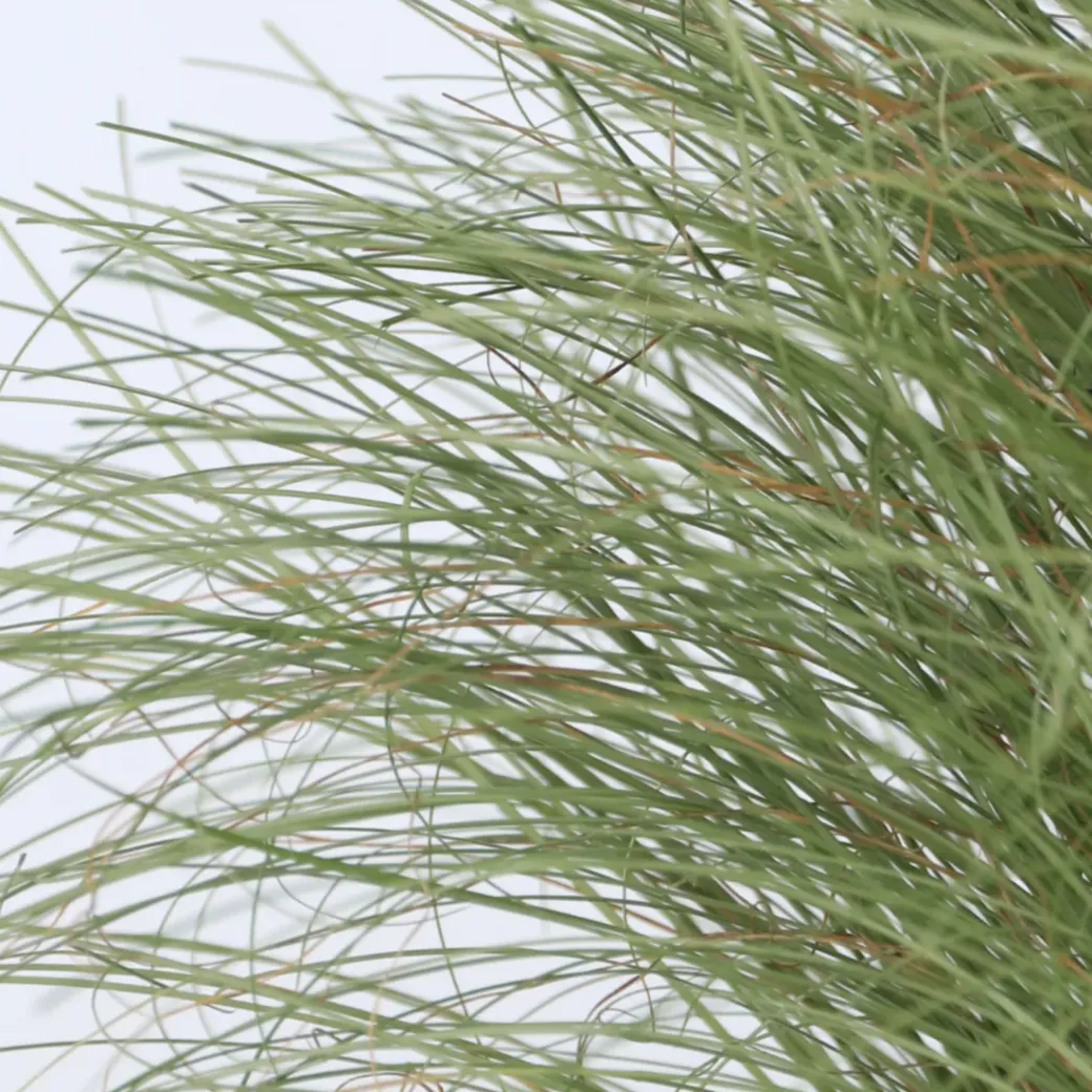 Brico Planten-Carex Amazon Mist - Set Van 6 - Pot 10,5 - Hoogte 15-25Cm