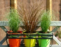 Brico Planten-Carex Amazon Mist - Set Van 6 - Pot 10,5 - Hoogte 15-25Cm