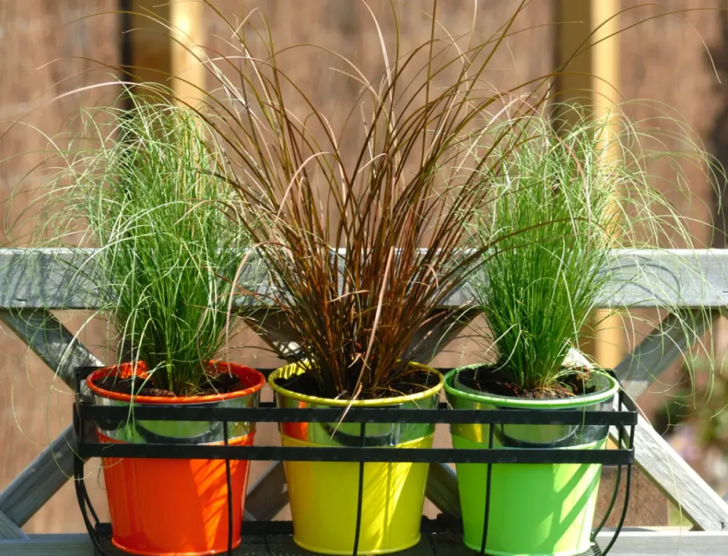 Brico Planten-Carex Amazon Mist - Set Van 6 - Pot 10,5 - Hoogte 15-25Cm