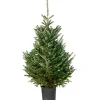 Central Park Fraserspar 150-175Cm|Brico Best