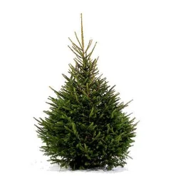 Central Park Kerstboom Epicea 150-200Cm|Brico Sale