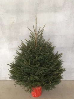 Central Park Kerstboom Epicea 125-150Cm|Brico Discount