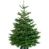 Central Park Kerstboom Nordmann 150-175Cm|Brico