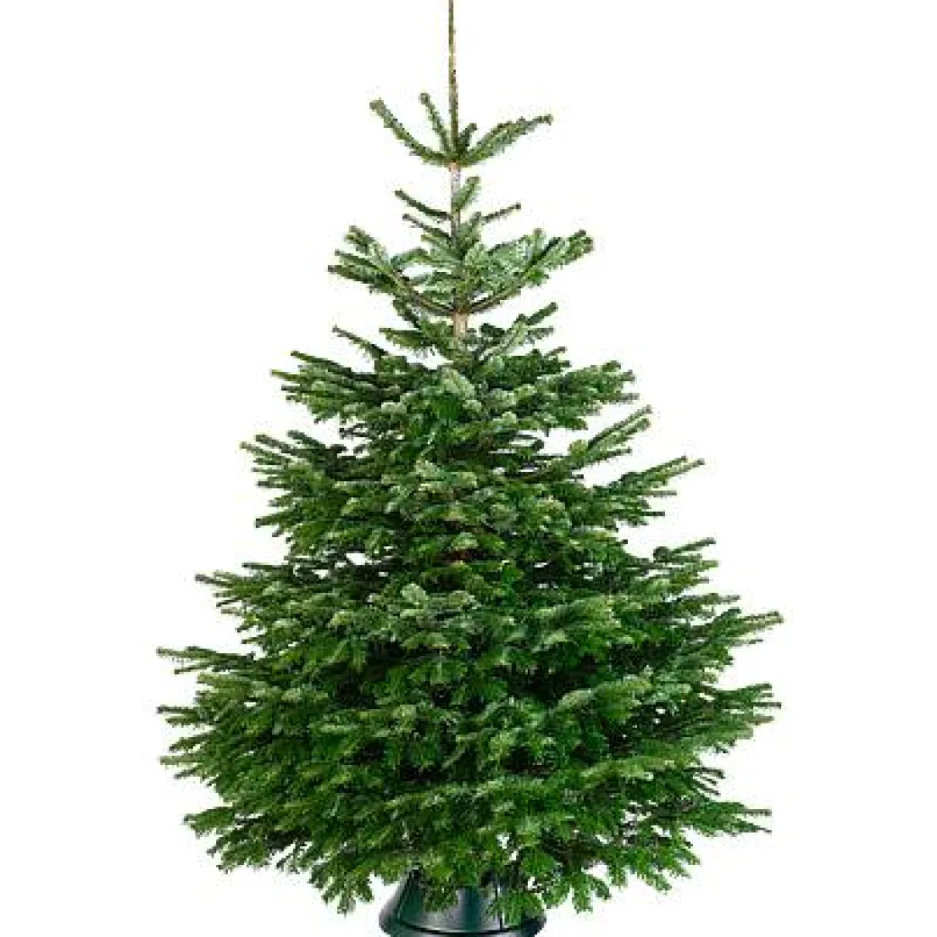 Central Park Kerstboom Nordmann 150-175Cm|Brico