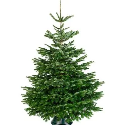 Central Park Kerstboom Nordmann Gekapt 100-150Cm|Brico Clearance