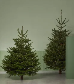 Central Park Kerstboom Nordmann Gekapt 100-150Cm|Brico Clearance