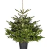 Central Park Kerstboom Nordmann 125-150Cm|Brico Hot