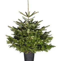 Central Park Kerstboom Nordmann 125-150Cm|Brico Hot
