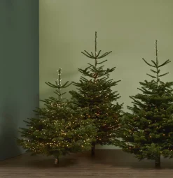 Central Park Kerstboom Nordmann 125-150Cm|Brico Hot