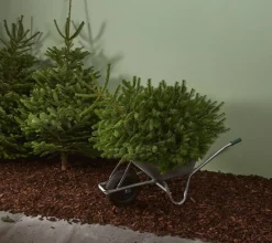 Central Park Kerstboom Nordmann 125-150Cm|Brico Hot