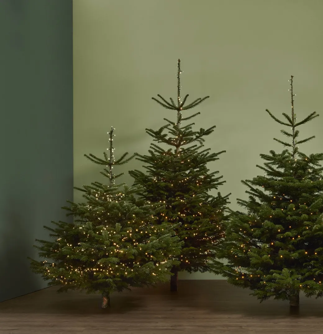 Central Park Kerstboom Nordmann 175-200Cm|Brico Best