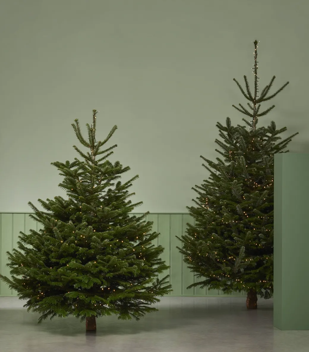 Central Park Kerstboom Nordmann 175-200Cm|Brico Best