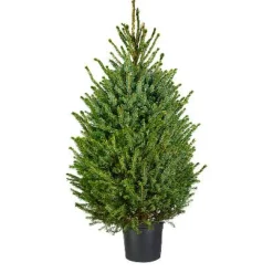 Central Park Kerstboom Omorika 150-175Cm|Brico New