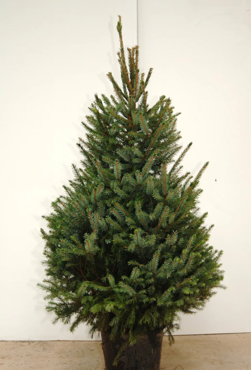 Central Park Kerstboom Omorika 150-175Cm|Brico New