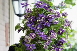 Brico Planten-Clematis Taiga - Set Van 2 - Winterharde Klimplanten - Pot 9Cm - Hoogte 25-40Cm