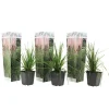 Brico Planten-Cortaderia Selloana - Set Van 3 - Siergras - Roze - Pot 9Cm - Hoogte 25-40Cm