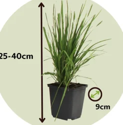 Brico Planten-Cortaderia Selloana - Set Van 3 - Siergras - Roze - Pot 9Cm - Hoogte 25-40Cm