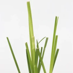 Brico Planten-Cortaderia Selloana - Set Van 3 - Siergras - Roze - Pot 9Cm - Hoogte 25-40Cm