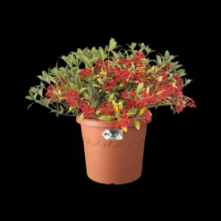 Brico Plantenpotten En -Bakken-Elho Bloempot Algarve Cilindro Rond O21Cm Terra