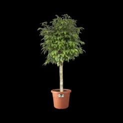Brico Plantenpotten En -Bakken-Elho Bloempot Algarve Cilindro Rond O21Cm Terra