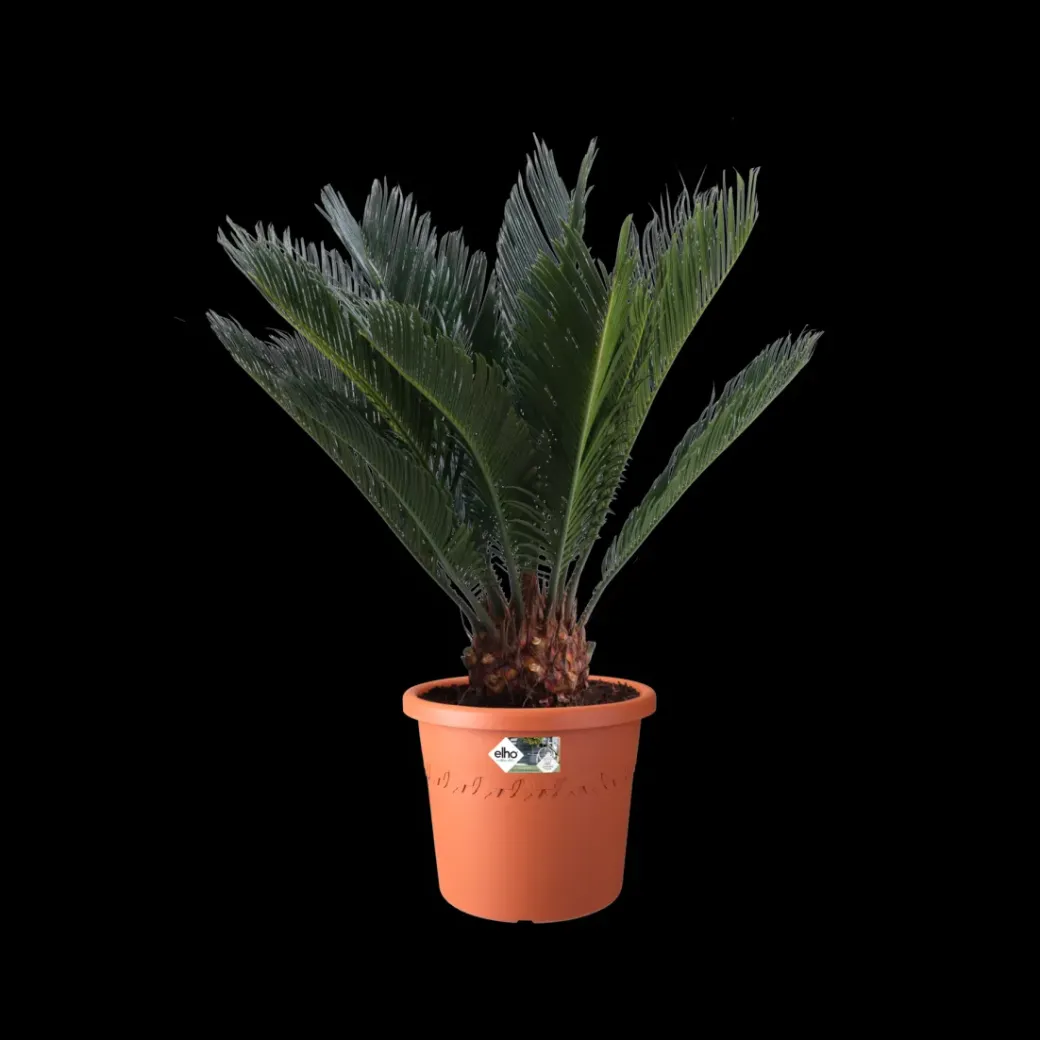 Brico Plantenpotten En -Bakken-Elho Bloempot Algarve Cilindro Rond Wielen O48Cm Terra