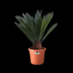 Brico Plantenpotten En -Bakken-Elho Bloempot Algarve Cilindro Rond Wielen O40Cm Terra