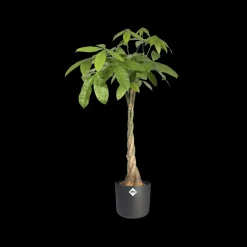 Brico Plantenpotten En -Bakken-Elho Bloempot B. For Soft Rond O14Cm Antraciet