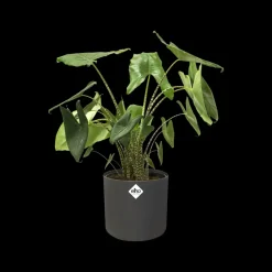 Brico Plantenpotten En -Bakken-Elho Bloempot B. For Soft Rond O14Cm Antraciet