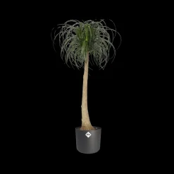 Brico Plantenpotten En -Bakken-Elho Bloempot B.For Soft Rond O30Cm Antraciet