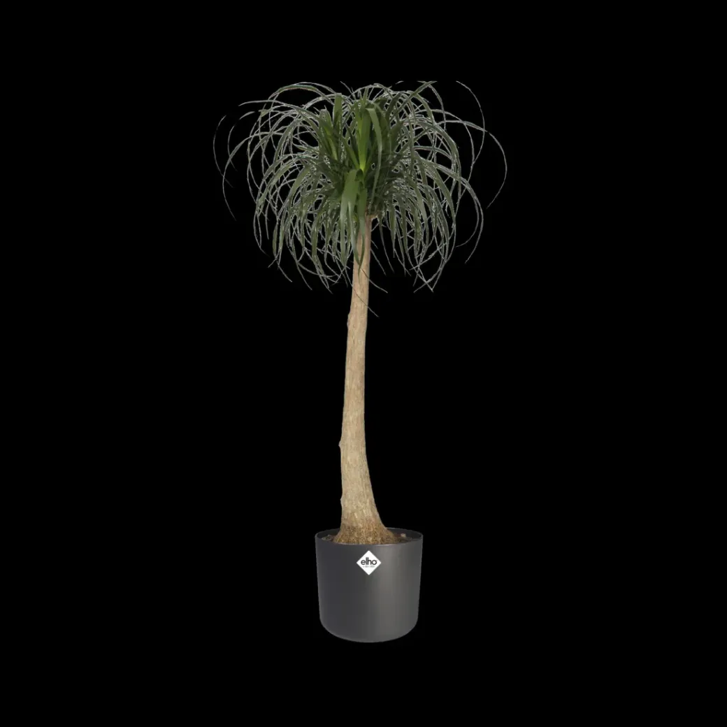 Brico Plantenpotten En -Bakken-Elho Bloempot B.For Soft Rond O30Cm Antraciet