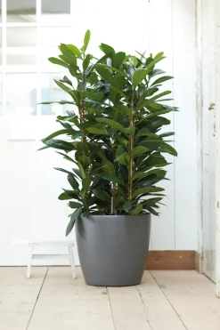 Brico Plantenpotten En -Bakken-Elho Bloempot Brussels Rond Wielen O40Cm Antraciet