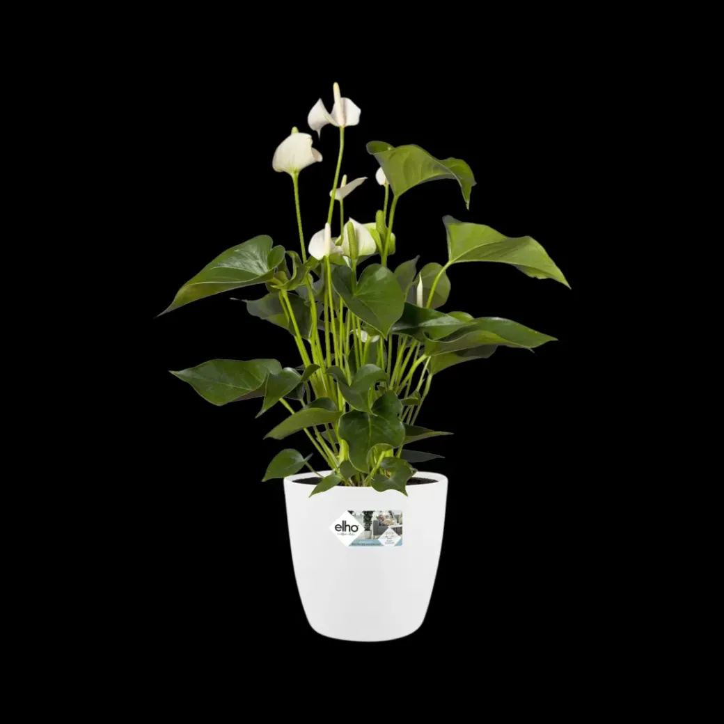 Brico Plantenpotten En -Bakken-Elho Bloempot Brussels Rond O25Cm Wit