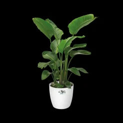 Brico Plantenpotten En -Bakken-Elho Bloempot Brussels Rond Wielen O35Cm Wit