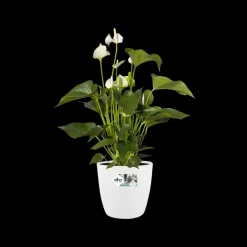 Brico Plantenpotten En -Bakken-Elho Bloempot Brussels Rond Wielen O35Cm Wit