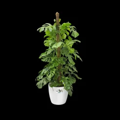 Brico Plantenpotten En -Bakken-Elho Brussels Rond Wielen O47Cm Wit