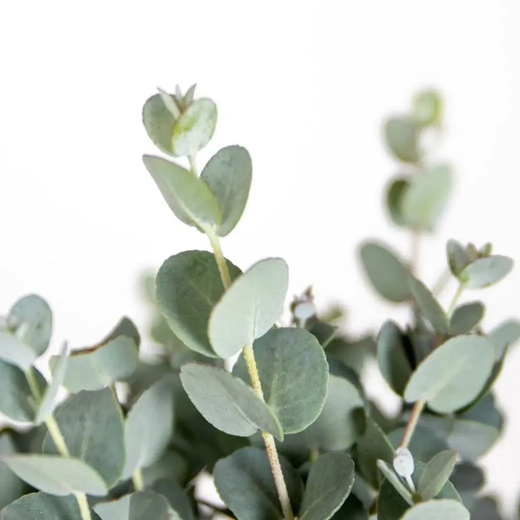 Brico Planten-Eucalyptus Gunnii - Gomboom - Heester - Groenblijvend - 14 Cm - ↕25-35 Cm