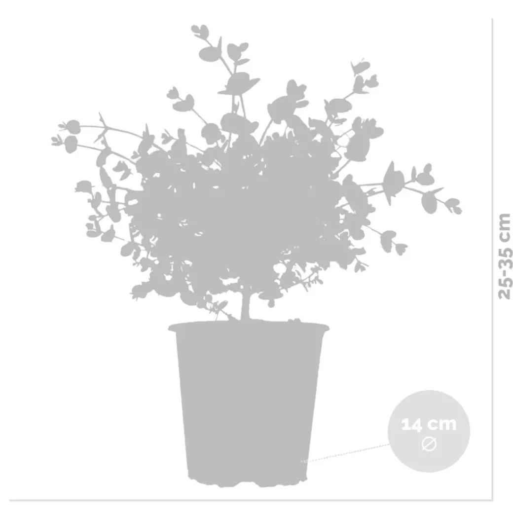 Brico Planten-Eucalyptus Gunnii - Gomboom - Heester - Groenblijvend - 14 Cm - ↕25-35 Cm