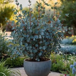 Brico Planten-Eucalyptus Silver Dollar - Winterharde Eucalyptus - Pot 19Cm - Hoogte 100-110Cm