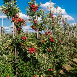 Brico Planten-Fruitbomen - Mix Van 4 - Prunus - Pyrus - Malus - Pot 9Cm - Hoogte 60-70Cm
