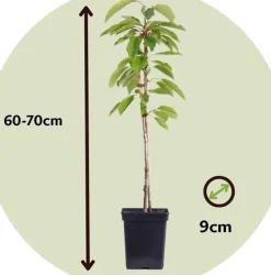 Brico Planten-Fruitbomen - Mix Van 4 - Prunus - Pyrus - Malus - Pot 9Cm - Hoogte 60-70Cm